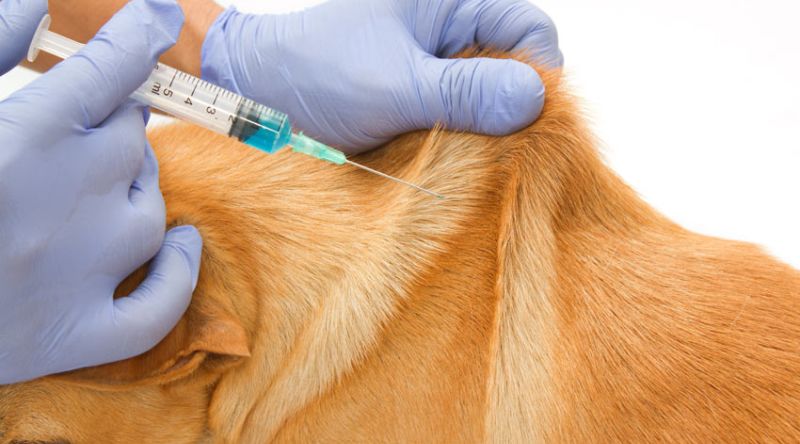 Férgek oltása Állati szuri – életet menthet a védőoltás | HEOL